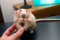 Have a donut