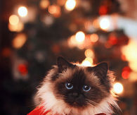 Ribbon wrapped cat