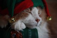 Sleeping elf kitty