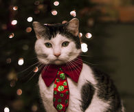 Christmas Cat