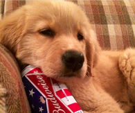 Budweiser Puppy