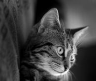 This Cat is too darn cute