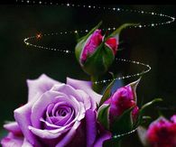 Roses