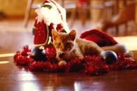 Christmas kitty