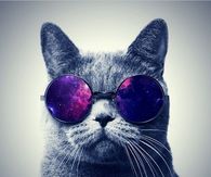 Crazy Kat