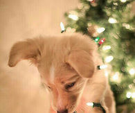 Puppy With Christmas Lights