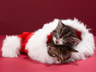 Sleep Christmas Cats
