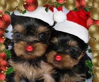 Christmas Cuties