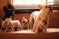 Pug Family
