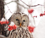 Winter Owl