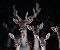 Deer pack