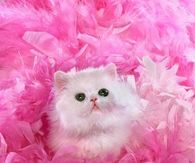 White Persian surrounded by Pink Feathers