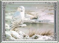 White Winter Owl