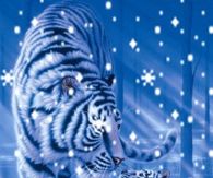 snow Tigers