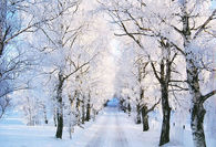Frozen Winter Trees
