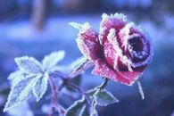 Frozen Winter Rose