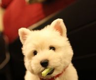 Puppy With Toy