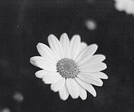 He loves me, he loves me not