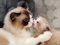 Motherly love