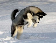 Husky Pup in the Snow