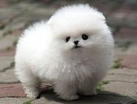 Adorable White Pomeranian