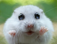 Hello Says the Hamster