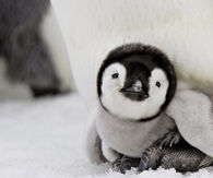 Baby Penguin