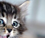 Adorable Kitten