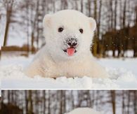 Baby Polar Bear Tasting the Snow