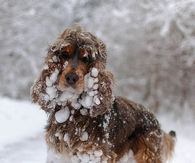 Dog Covered in Snow