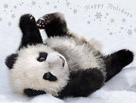 Happy Holidays from the Baby Panda