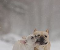 English Bulldogs in the Snow