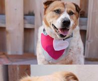 DIY Valentines Scarf For Dogs