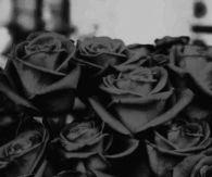 Black Rose