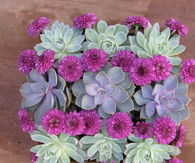 Succulents & Mums in Box Planter
