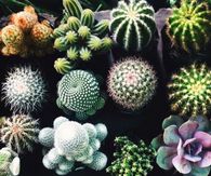 Variety of Cactus Plants