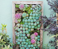 Vertical Succulent Garden Planter