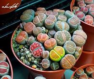 Living Stone Succulents