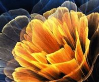 Blooming Flower