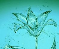 Water Flower