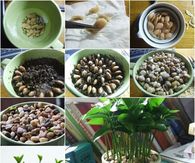 DIY Lemon Tree