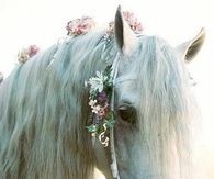 Equine beauty