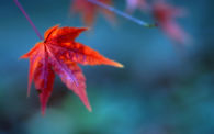 Maple Leaf