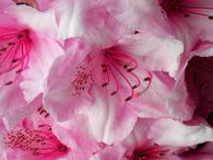 Beautiful pink flower petals