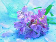 Beautiful Fresh Flowers