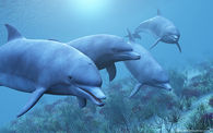 Dolphins