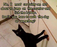 Mischevious Cat