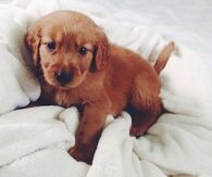 adorable little puppy