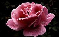 pink rose