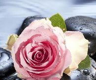 Gif Rose
